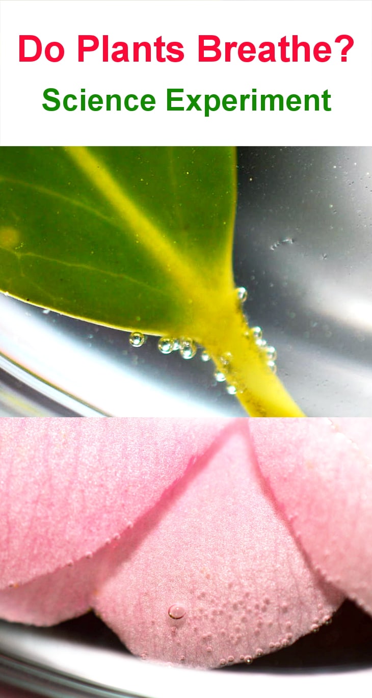 Photosynthesis And Respiration In Plants