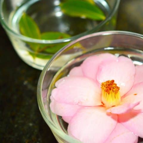 pink flower and green leaves in bowls of water