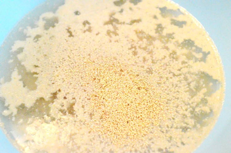 bubbled baking yeast in water