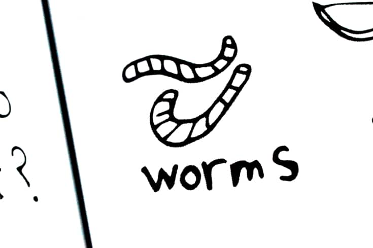 Illustration of worm. Third Steps of scientific method